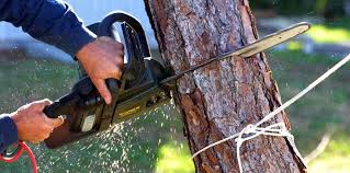 Best Tree Maintenance Programs  in Manassas, VA